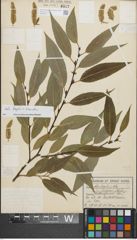 Foto von Salix fragilis L. x Salix triandra L.